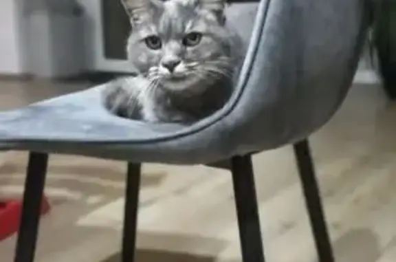 Animaux perdus , photo: Chatte grise disparue à Guimiliau
