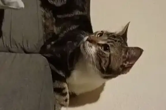 Chat perdu, Châtel-sur-Moselle, photo: Chat mâle tigré perdu à Châtel-sur-Moselle