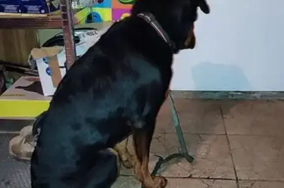 Chien trouvé Hénon, photo: Chien trouvé avec collier noir à Hénon