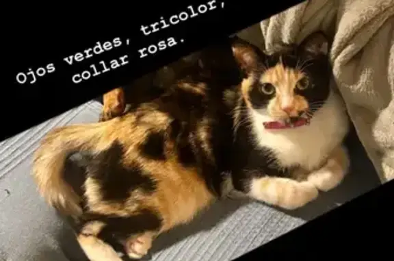 ¡Gatita Tricolor Perdida en San Antón, Murcia!