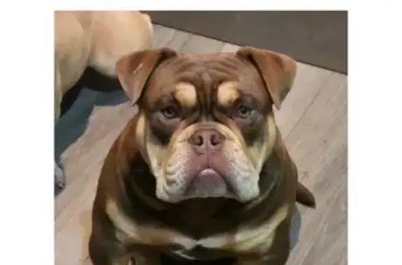 Help Find Our Missing Bully Pu...