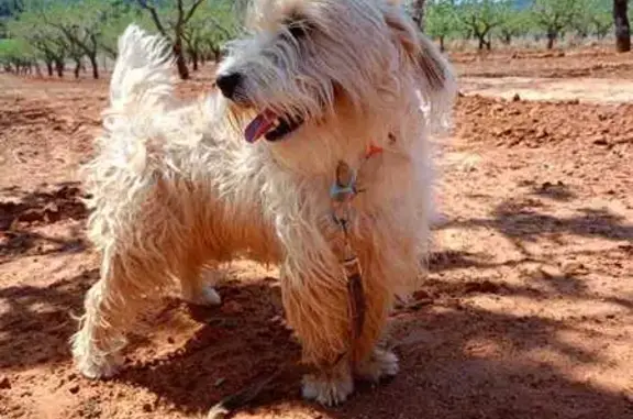 Perro Perdido: Chaki en Costa Vella