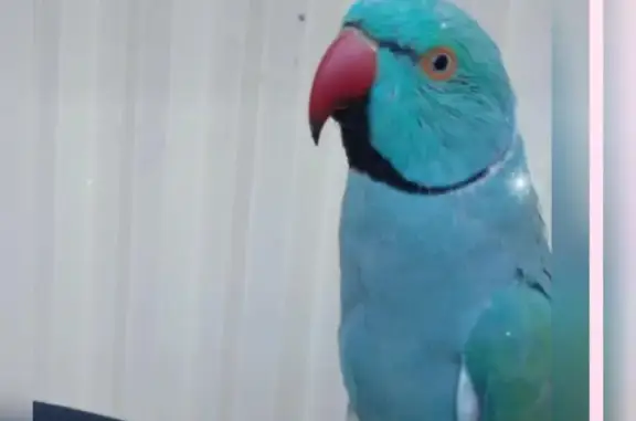 Help Find Coco: Missing Parrot...