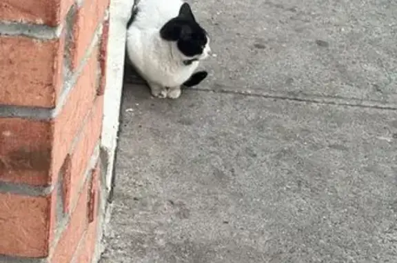 Found: Loving White Cat on 37t...