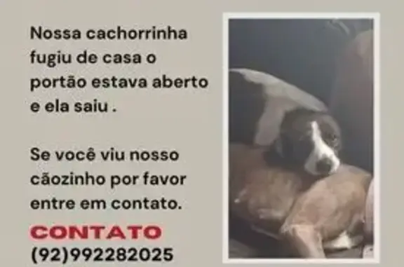 Procura-se: Cachorrinha Amora Desaparecida