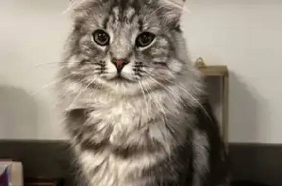 Animaux perdus La Roche-sur-Yon, photo: Chatte norvégienne perdue à La Roche-sur-Yon