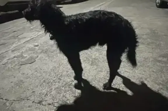 ¡Perro Negro Encontrado en Tlalnepantla!