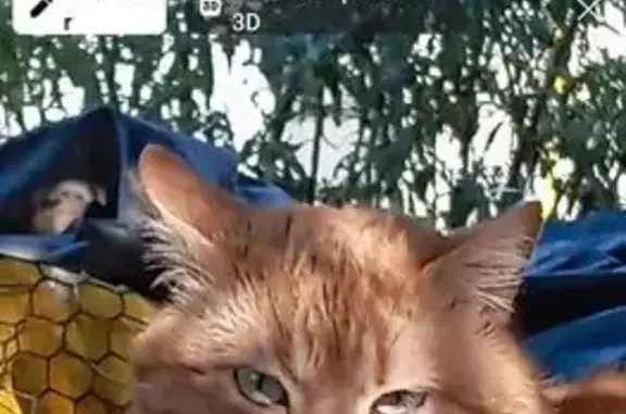 Chat trouvé, Rue Pasteur, Biars-sur-Cère - photo