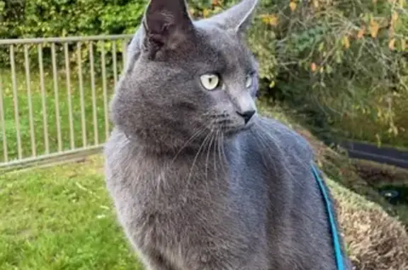 Animaux perdus Caen, photo: Chat gris mâle disparu à Caen, aide SVP