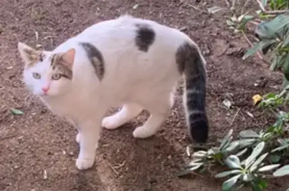 Chat perdu, Le Lavandou, photo: Chat mâle blanc/tâches perdu au Lavandou