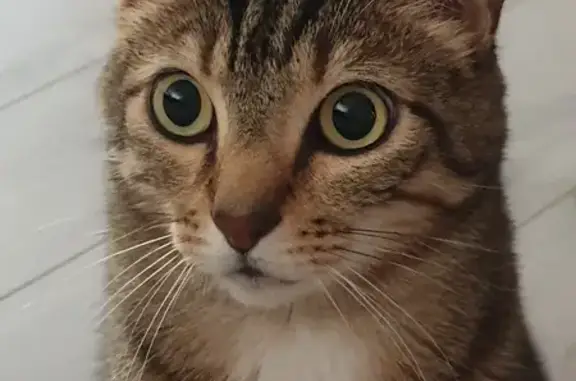 Chat mâle tigré disparu à Ohnenheim - photo