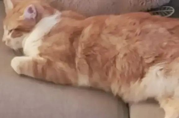 Animaux perdus , photo: Chat orange et blanc perdu à Belleville
