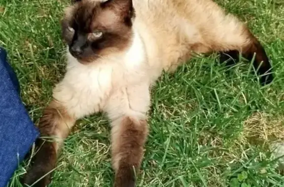 Chat perdu, Pagny-sur-Moselle, photo: Chat noir et crème perdu à Pagny-sur-Moselle