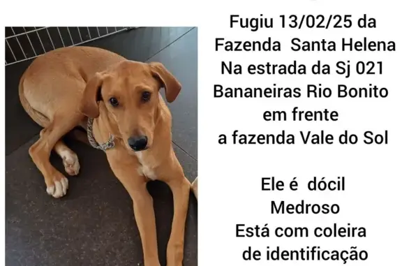 Procura-se: Cachorro Amarelo Perdido em Silva Jardim