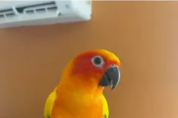 Lost Sun Conure: Georgie Flew Away!