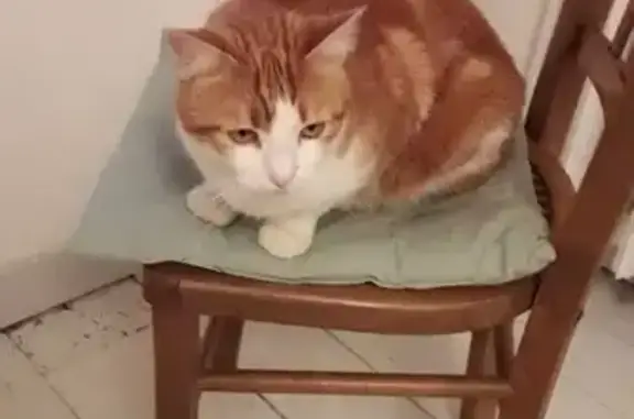 Chat perdu, , photo: Chat perdu à Maen Roch le 17/02/25