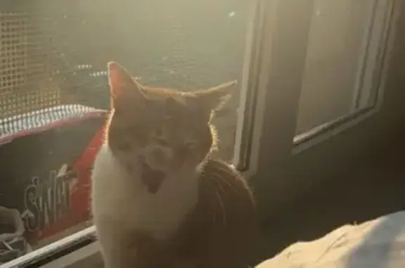 Chat roux et blanc perdu à Sarrebourg - photo