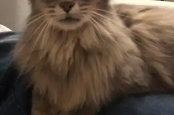 Chat européen gris disparu à Vaux - photo