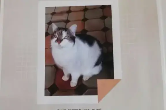 Chat mâle castré trouvé à la Goisbinière - photo