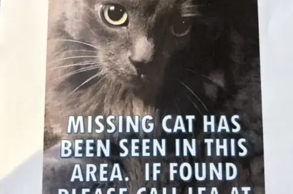 Help Find Tinker: Missing Russian Blue