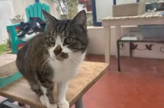 Chat trouvé Anglet, photo: Chat mâle craintif trouvé, Allée des Bleuets