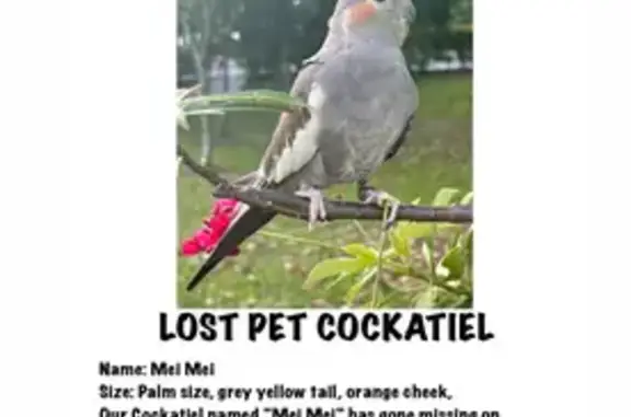 Help Find Mei Mei: Lost Cockatiel Alert!