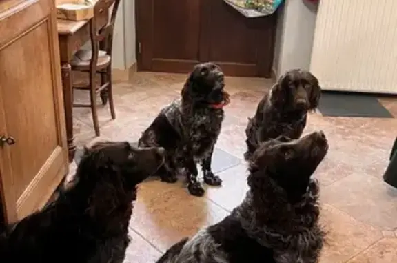 Chien perdu , photo : Chiens Saxo et Stella disparus