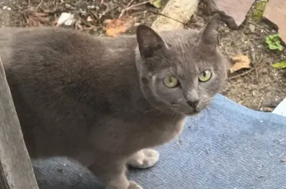 Chat trouvé , photo: Chat castré trouvé av. Pédebert, Soorts-Hossegor
