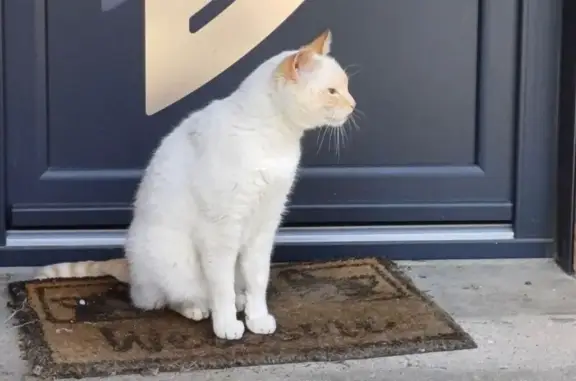 Chat européen crème disparu à Montigny - photo
