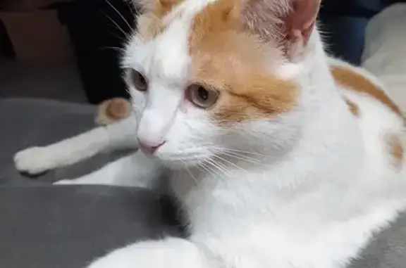 Chat perdu, , photo: Chat européen blanc/roux perdu à Le Revest