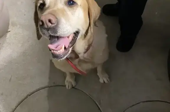 Chien trouvé , photo: Labrador femelle trouvée à Berstett