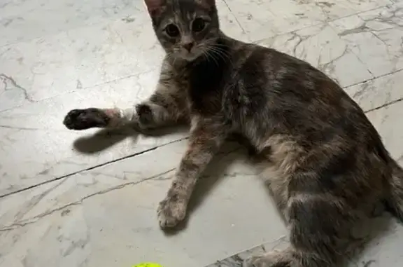 Chat perdu, Saint-Nom-la-Bretêche, photo: Chat Romy disparu, ventre rasé, cicatrice