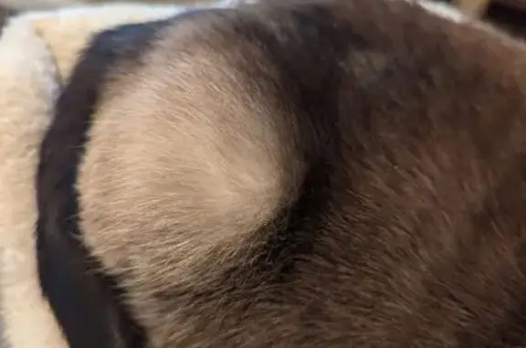 Missing Siamese: Needs Meds, Poor Vision