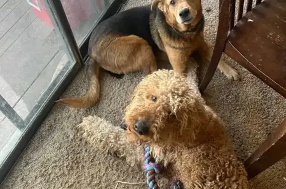 Lost Dogs: Princeton & Harper in Lenexa