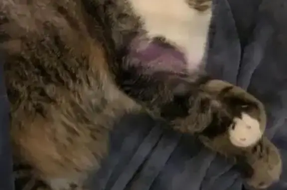 Chat perdu, Fréjus, photo: Aidez à retrouver notre chat disparu !