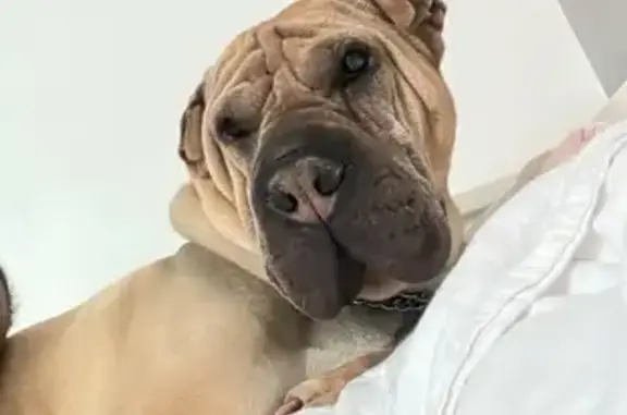 Sharpei sable 8 ans perdu à Paris - photo