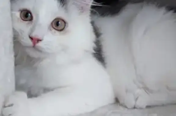 Animaux perdus , photo: Chat perdu : Flocon, 17 mois, pucé, castré