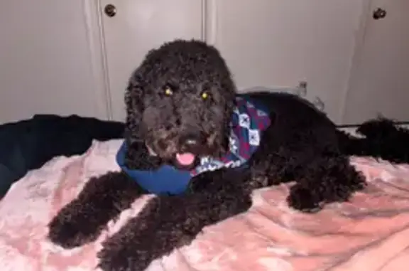 Lost Goldendoodle: Friendly & Wavy Hair