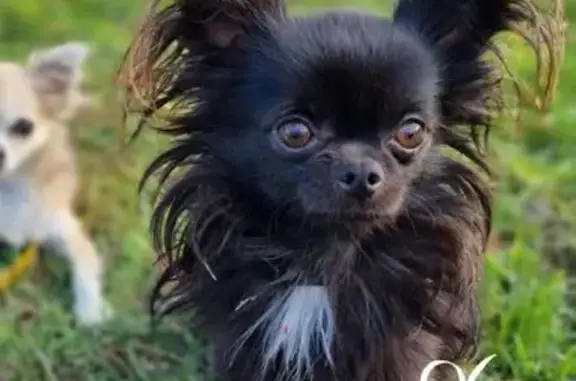 Chien perdu , photo : Chihuahua Oscar perdu à Cocumont