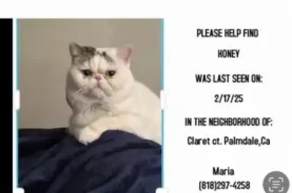 Help Find Honey: White Cat Lost in Palmdale