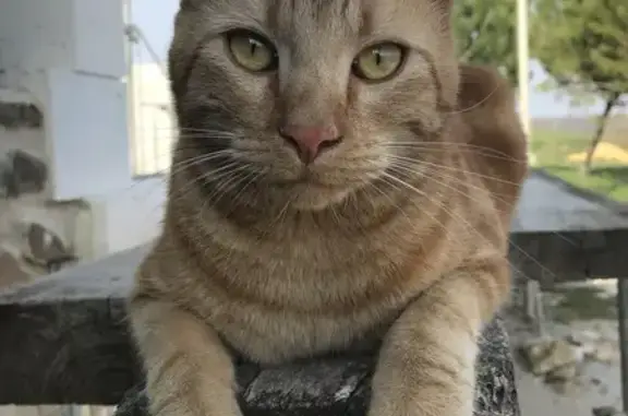 Chat tigré roux disparu à Combiers - photo