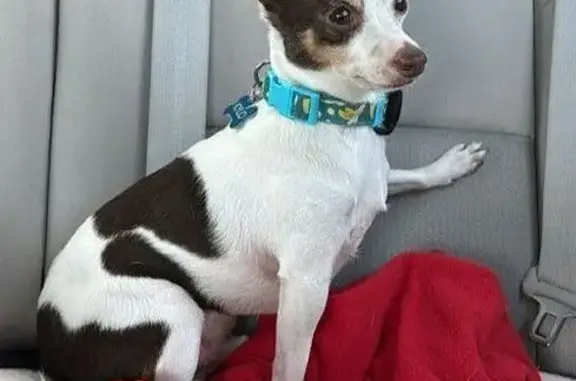 Lost Chihuahua: Kylo Missing in Miami