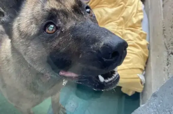 Chien mâle errant trouvé près de Sarrebourg - photo