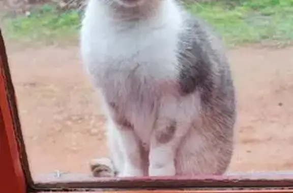 Chat trouvé Lentigny, photo: Chat trouvé rue des Vernes, Lentigny