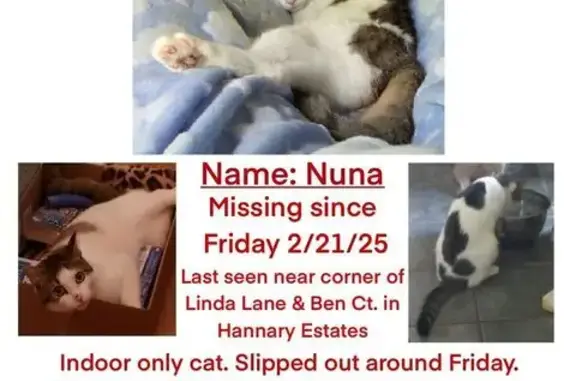 Help Find My Missing Cat in Lilburn!