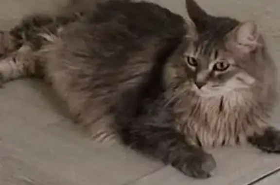 Chat perdu, Publier, photo: Chat mâle gris perdu à Publier