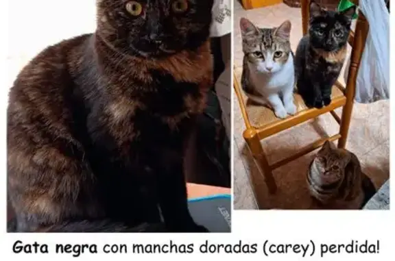 ¡Gata Cariñosa Perdida en Archena!