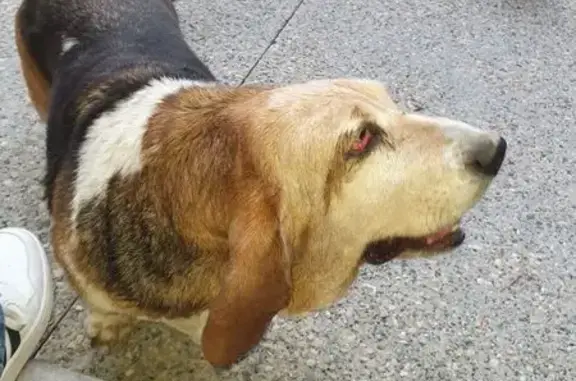 Animaux trouvés , photo: Basset hound femelle trouvée à Saint-Pierre