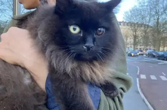 Chat noir poils longs trouvé à Caen - photo