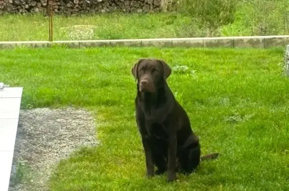Chien perdu , photo : Labrador mâle perdu, collier retrouvé